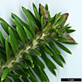 SpeciesSub: subsp. yulongxueshanensis
